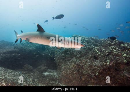 white tip reef shark queensland australia Stock Photo