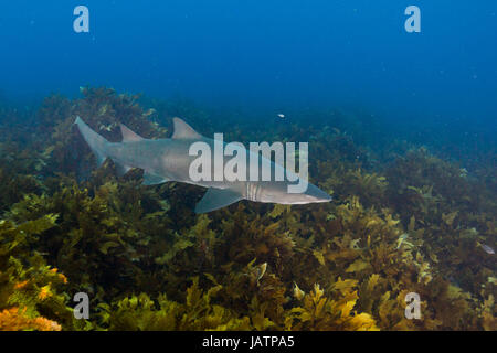 grey nurse shark over kelp in australia Stock Photo