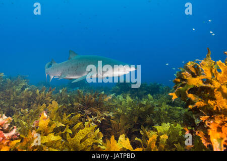 grey nurse shark over kelp in australia Stock Photo