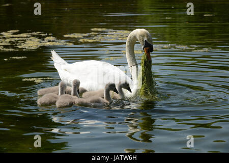 Mother swan feed her five babies in water. Stock Photo
