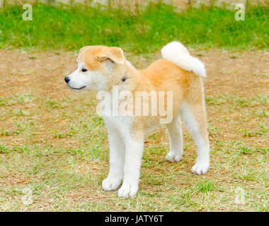 A profile view of a young beautiful white and red Akita Inu puppy dog standing on the lawn. Japanese Akita dogs are distinctive for their oriental look and for being courageous. Stock Photo