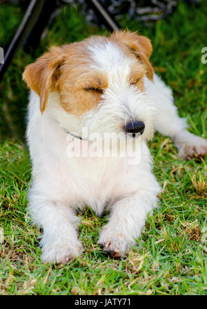 A small white and tan rough coated Jack Russell Terrier dog sitting on the grass, looking happy. It is known for being confident, highly intelligent and faithful, and views life as a great adventure. Stock Photo