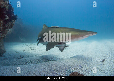 grey nurse shark over kelp in australia Stock Photo