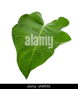 eggplant leaf isolated on white background Stock Photo
