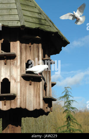 wooden dovecote in peaceful countryside Stock Photo
