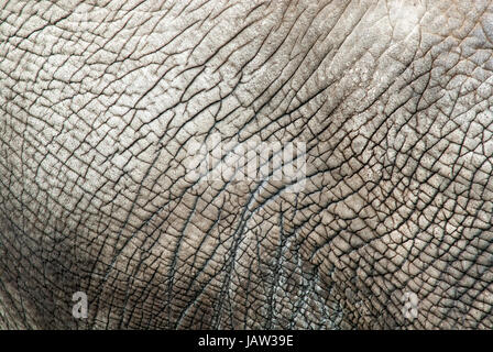 close up from a elephant skin Stock Photo