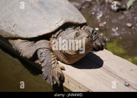 Close up of the face large snapping turtle on the edge of the water looking rather pre-historic.. Stock Photo