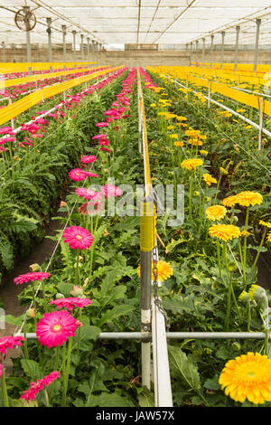 gerbera daisies are grown in a commercial greenhouse in Carpinteria, California Stock Photo