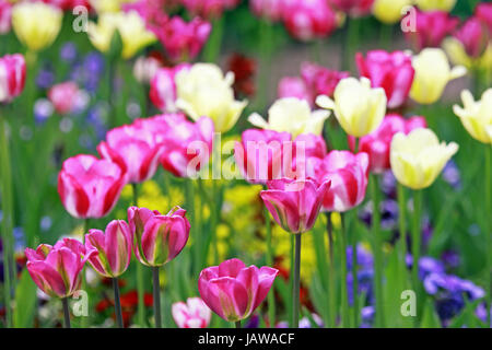 Tham gia đại lễ hội Hoa Tulip và khám phá thế giới hoa đầy màu sắc và thơ mộng. Chắc chắn bạn sẽ không thể rời mắt khỏi những đóa tulip nở rộ trên khắp vườn hoa.