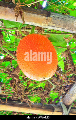 Gac fruit, Baby Jackfruit, Spiny Bitter Gourd, Sweet Grourd or Cochinchin Gourd Stock Photo