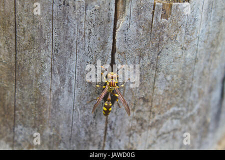 Hymenoptera insect, insect feeding water on bamboo in forest Stock Photo