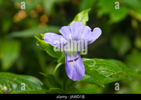 Bluebell barleria or Crested Philippine violet in forest, Thailand Stock Photo