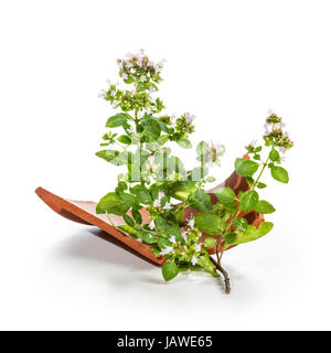 Blooming marjoram sprig with terracotta broken on white background Stock Photo