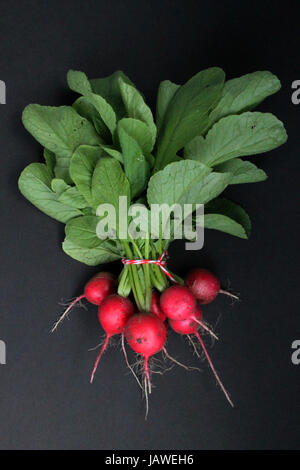 Farm fresh radishes on a black background Stock Photo