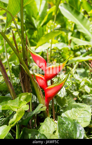 Close-up of Heliconia bihai Red palulu , another name by which the plant is also commonly known is Balisier Stock Photo