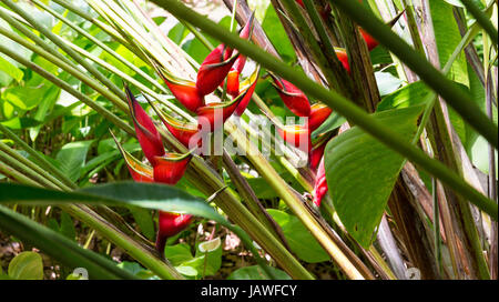 Close-up of Heliconia bihai Red palulu , another name by which the plant is also commonly known is Balisier Stock Photo