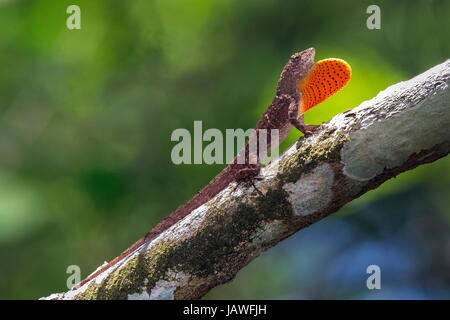 The brown anole, Anolis sagrei, fans a bright red dewlap. Stock Photo