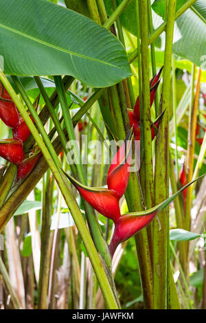 Close-up of Heliconia bihai Red palulu , another name by which the plant is also commonly known is Balisier Stock Photo