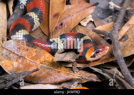 A scarlet snake, Cemophora coccinea. Stock Photo