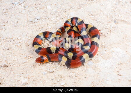 A coiled scarlet snake, Cemophora coccinea. Stock Photo