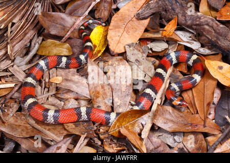 A scarlet snake, Cemophora coccinea, on leaf litter. Stock Photo