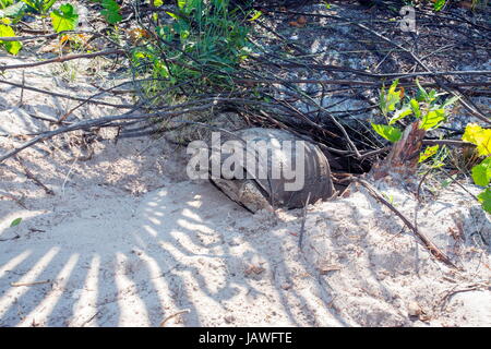 A gopher tortoise, Gopherus polyphemus, resting in sand. Stock Photo