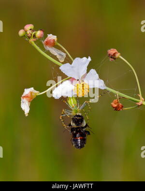 A green lynx spider, Peucetia viridans, preying on a bee. Stock Photo