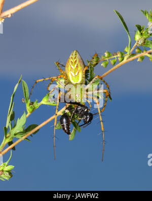 A green lynx spider, Peucetia viridans, preying on a wasp. Stock Photo