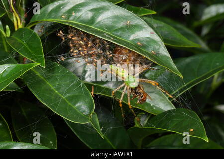 A green lynx spider with babies, Peucetia viridans, preying on a honey bee. Stock Photo