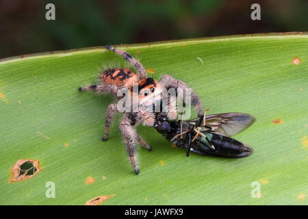 A female regal jumping spider, Phiddipus regius, preying on a saw fly. Stock Photo