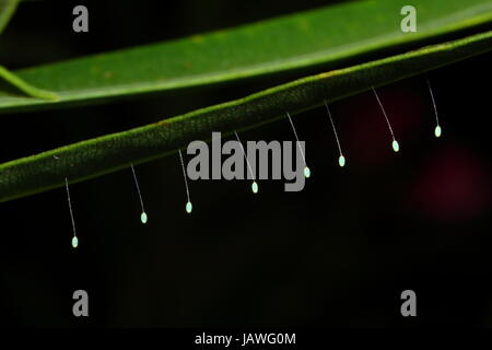 lacewing eggs beneath an oleander leaf. Stock Photo