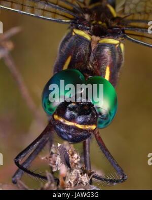 A regal darner dragonfly, Coryphaeschna ingens, after emerging from the nymph stage. Stock Photo