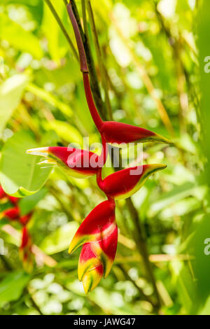 Close-up of Heliconia bihai Red palulu , another name by which the plant is also commonly known is Balisier Stock Photo