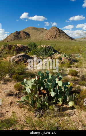 A prickly pear and ocotillo cactus in the Arizona desert. Stock Photo