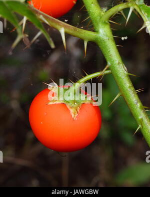 A tropical soda apple, Solanum viarm. Stock Photo