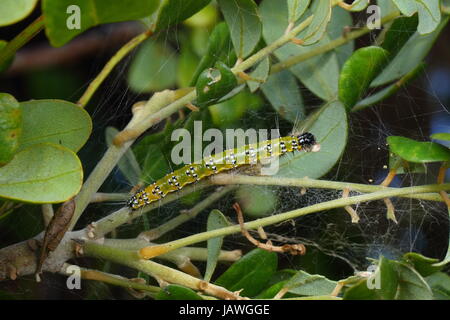 A genista broom moth caterpillar, Uresiphita reveralis, crawls on a plant stem. Stock Photo