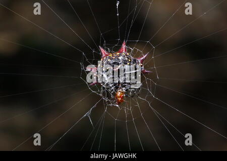 A spiny orb weaver spider, Gasteracantha cancriformis, on a web. Stock Photo
