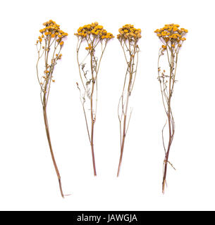 Flat lay dry branches of tansy grass on a white background. Tanacetum flower view from above. Stock Photo