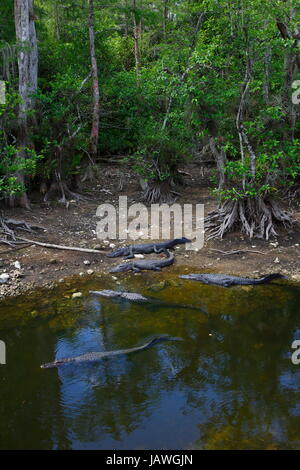 American alligators, Alligator mississippiensis, at the water's edge. Stock Photo