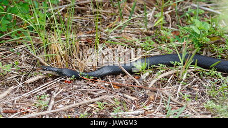 A southern black racer, Coluber constrictor priapus. Stock Photo