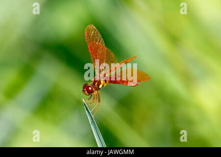 An eastern amberwing, Perithemis tenera, rests on a blade of grass. Stock Photo