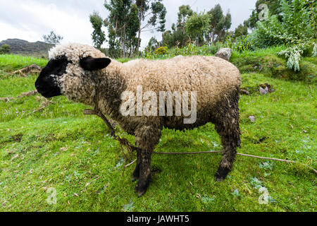 A black-faced sheep in a field in the Andes. Stock Photo