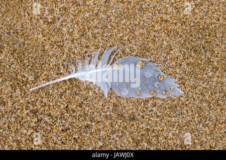 Raindrops on a Silver Gull feather on the beach. Stock Photo