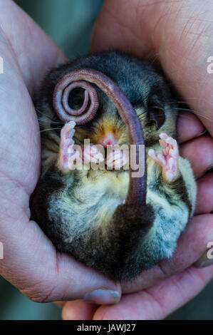 A critically endangered Mountain Pygmy Possum hibernating in a zoo keppers hands. Stock Photo