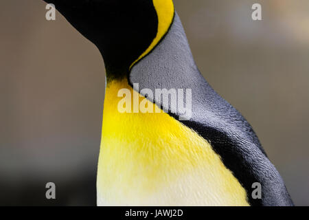 Bright yellow-orange feather plumage on the chest of a King Penguin. Stock Photo