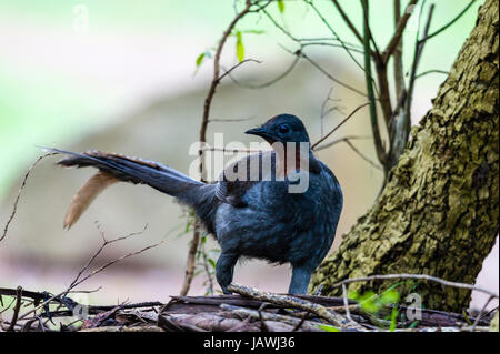 A Superb Lyrebird foraging in the forest understorey. Stock Photo