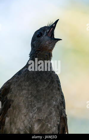 The Superb Lyrebird mimics artificial sounds it hears in the environment. Stock Photo