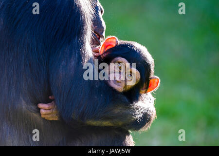 A mother Chimpanzee cradling an infant in her arms. Stock Photo