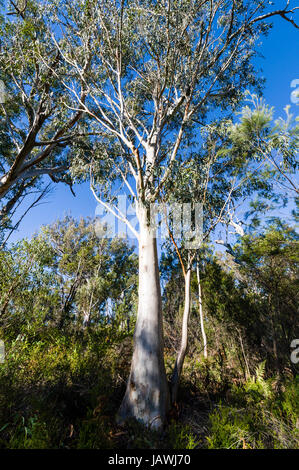 A Queensland Blue Gum eucalyptus tree in a Sputum Gum Forest. Stock Photo