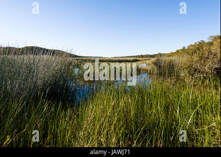 A freshwater wetland and reed bed surrounded by sand dunes. Stock Photo